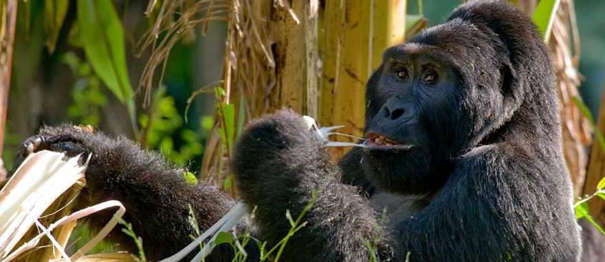 Mountain gorillas eating plants, Uganda, Bwindi Impenetrable Forest National Park