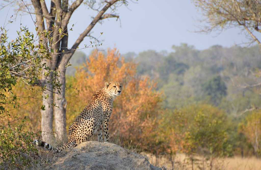 Cheetah in Sabi Sands Private Game Reserve, South Africa
