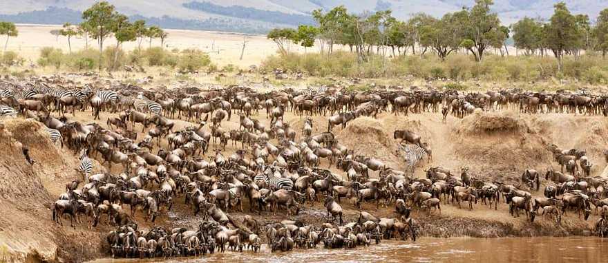 Great migration river crossing in Kenya Great migration river crossing in Kenya