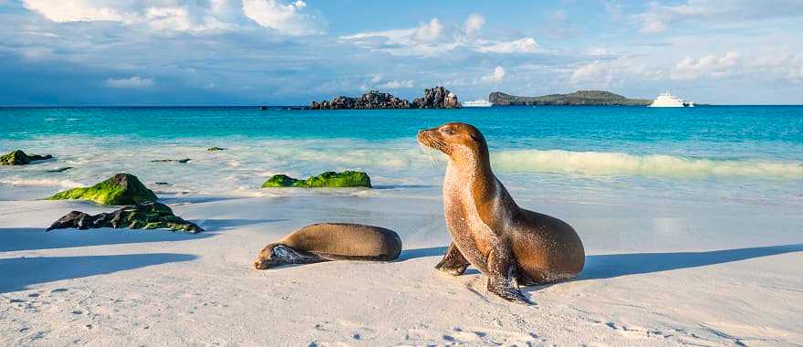 Sea lions on the beach in Espanola Island in the Galapagos