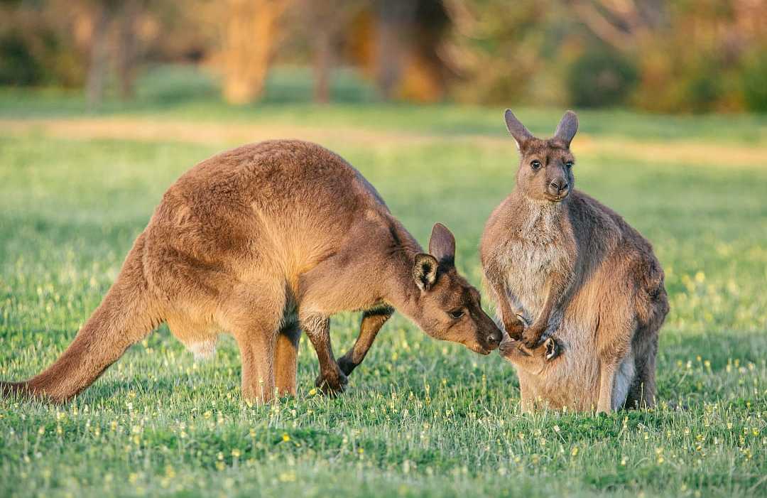 Kangaroos on Kangaroo Island, South Australia Kangaroo family on Kangaroo Island, South Australia