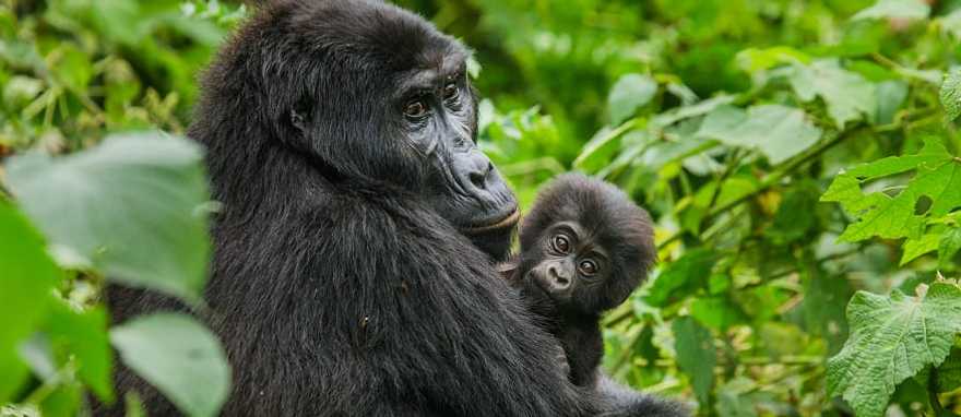 Female mountain gorilla with her baby in Bwindi Impenetrable Rainforest National Park, Uganda
