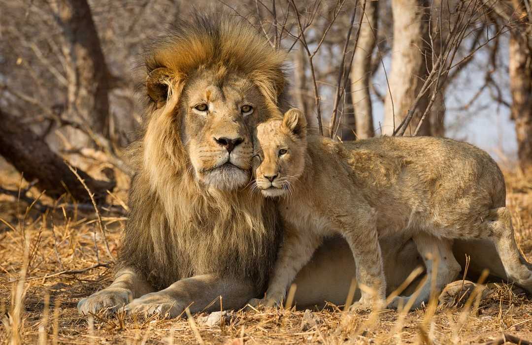 Father and cub at Kruger National Park, South Africa