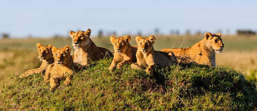 Two lionesses and four cubs laying on termite hill, enjoying the sun in Masai Mara, Kenya