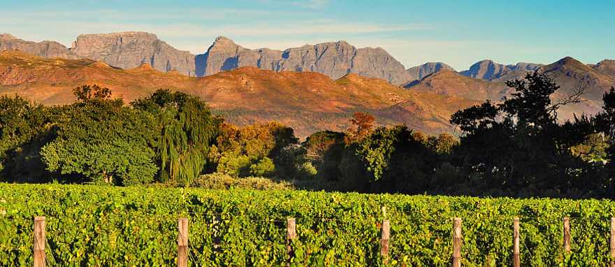 Stellenbosch winelands in South Africa