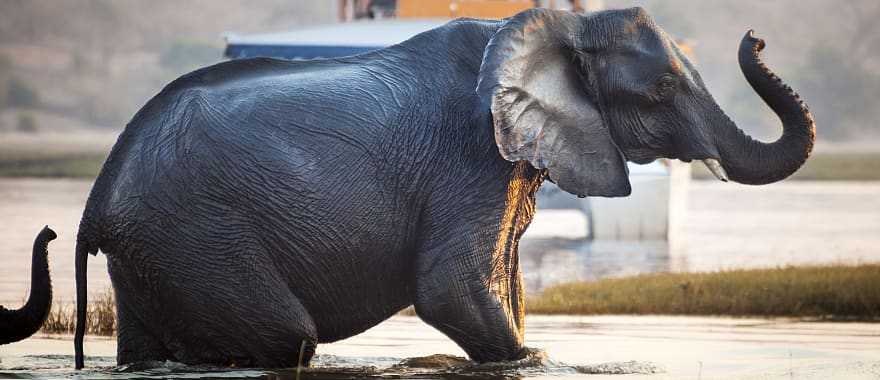 Elephant crossing a river at Chobe National Park in Botswana 