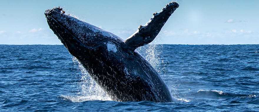 Whale Watching Tour in Iceland