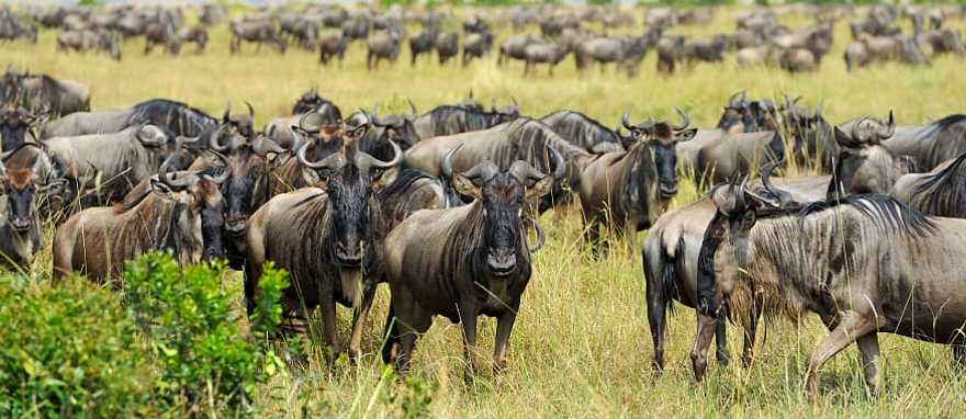 Wildebeest Migration and Gorilla Trekking: A Uganda and Tanzania Safari