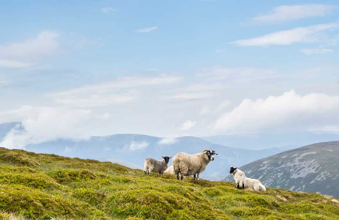 Sheep peacefully graze on green hillside in Scottish mountain landscape.