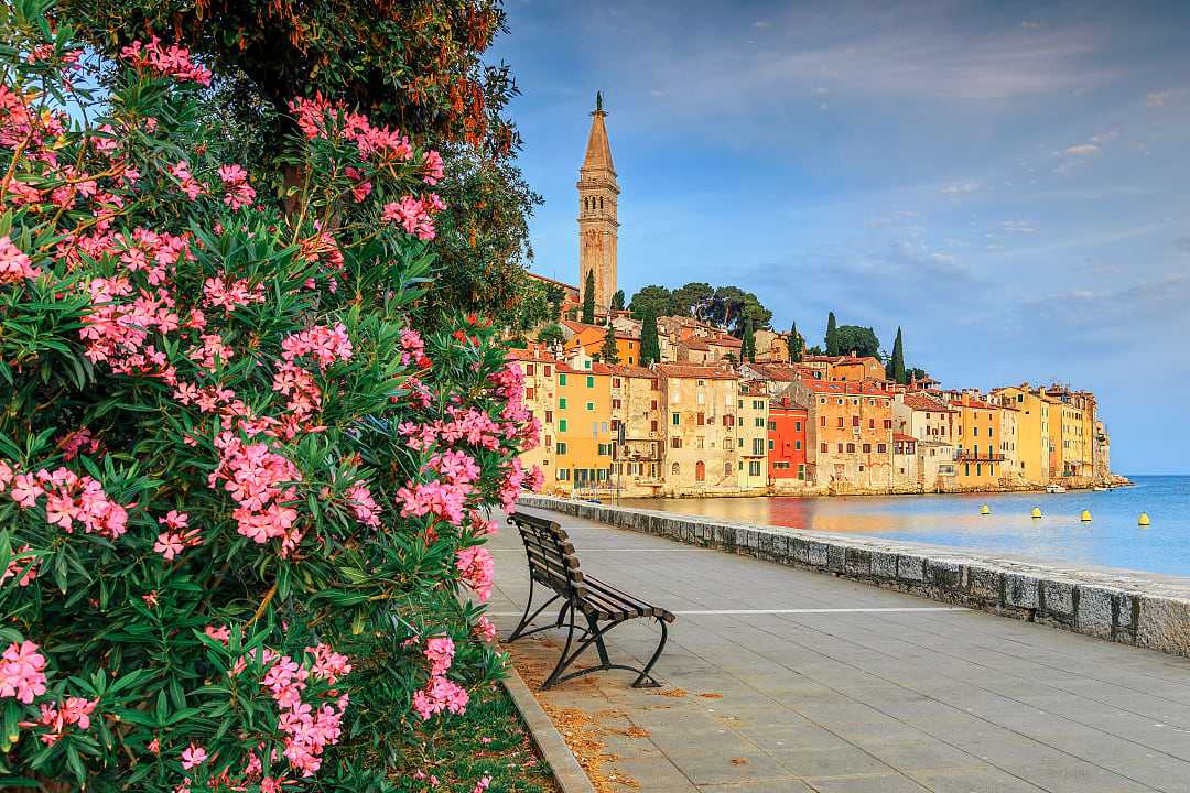 Spring blooms in Rovinj, Croatia