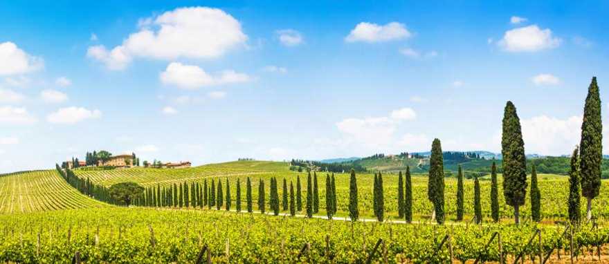 Vineyard in Tuscany, Italy