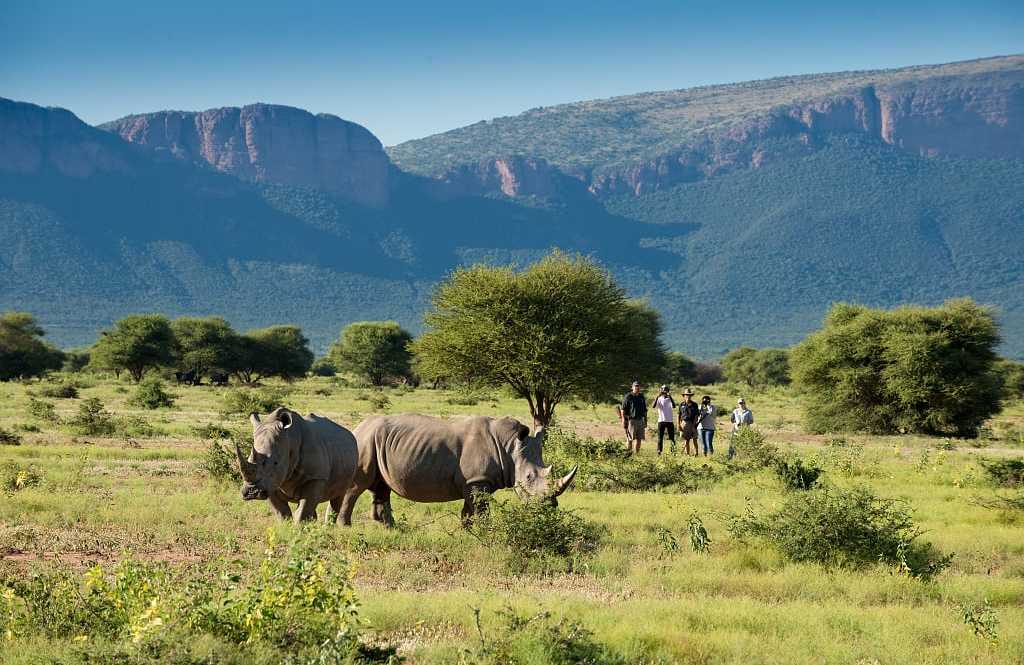 Bush walk with Marataba Safari, South Africa