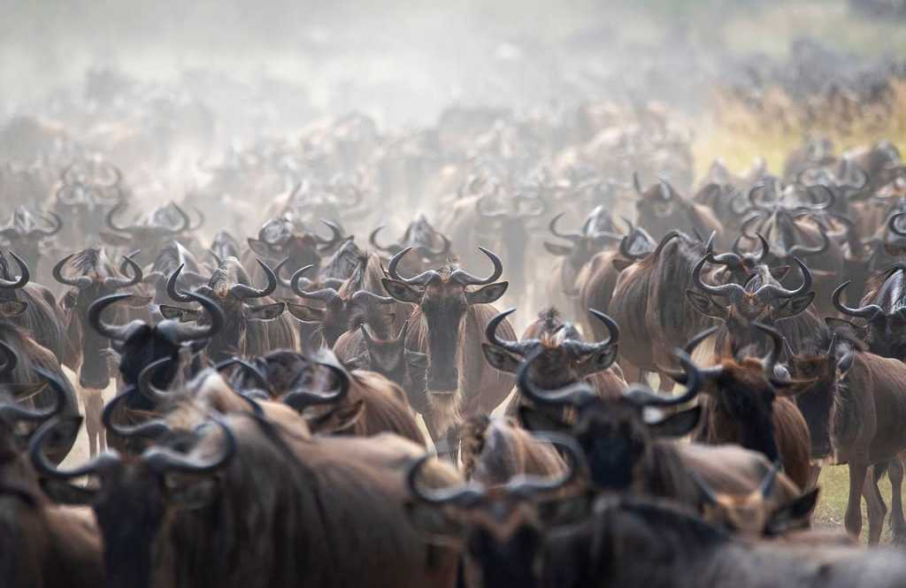 Wildebeests during the great migration in Tanzania