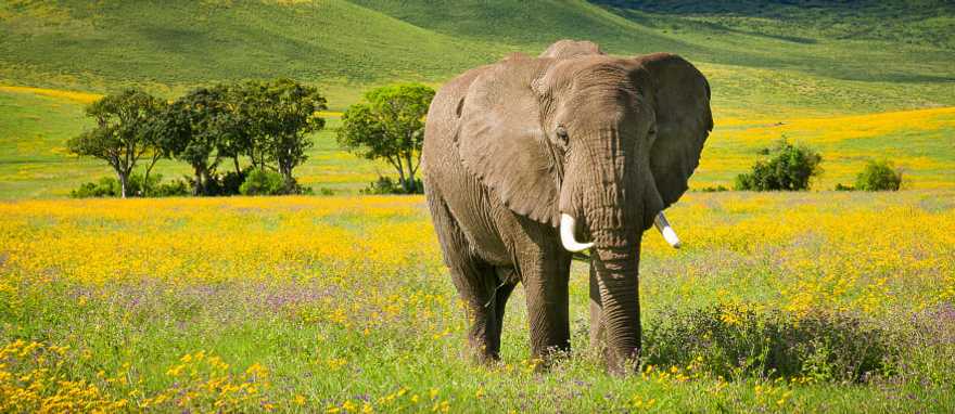 Ngorongoro Crater, Tanzania Elephant with wildflowers in the Ngorongoro crater, Tanzania