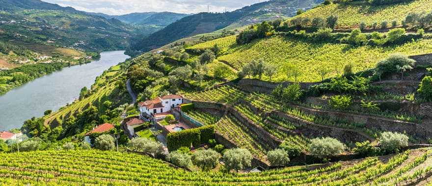 Vineyards on the Douro River.