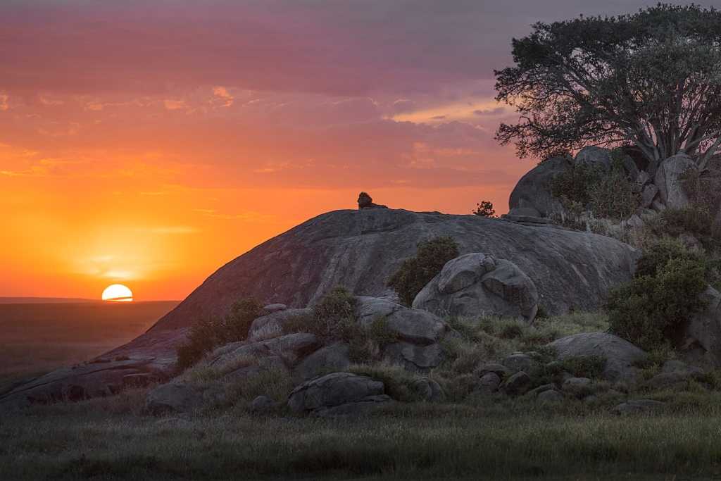 Silhouette of a lion on the rock at sunset the Serengeti, Tanzania