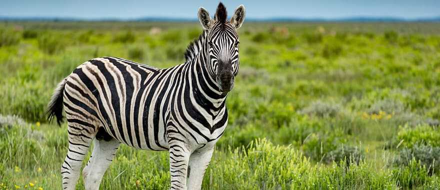 Zebra in Etosha National Park, Namibia