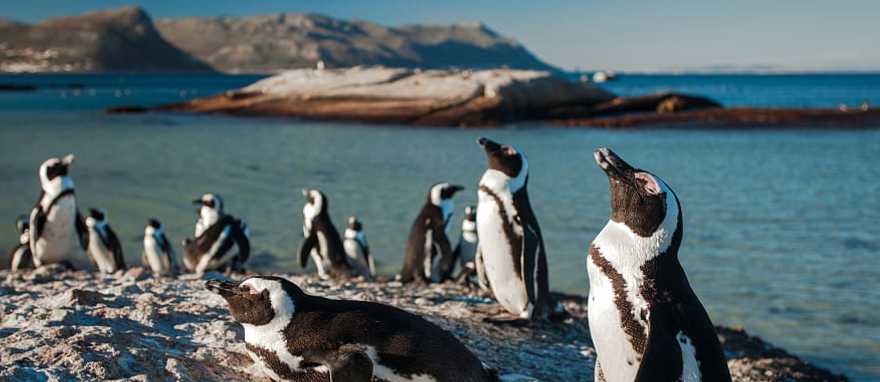 Penguins on Boulder Beach near Simon's Town in the Western Cape province of South Africa. Penguins on Boulder Beach near Simon's Town in the Western Cape province of South Africa.