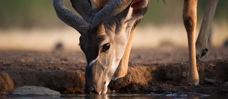 Kudu drinking at a waterhole in the African savanna Kudu drinking at a waterhole in the African savanna