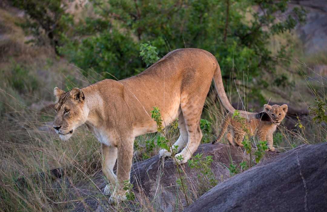 Female lion with her cub in East Serengeti, Tanzania