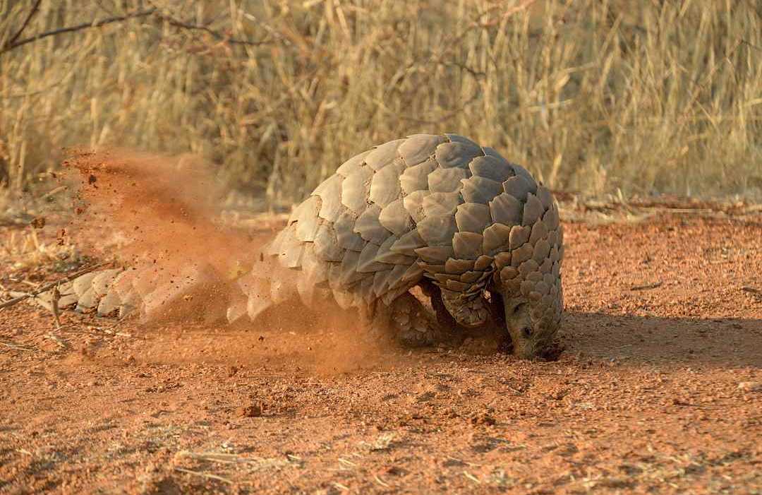 Pangolin in nature, Namibia.