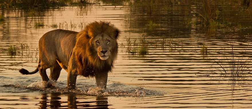 Lion wading in waters of the Okavango Delta, Botswana Lion wading in waters of the Okavango Delta, Botswana