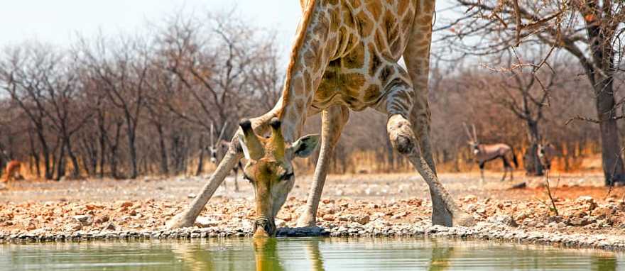 Etosha National Park, Namibia Etosha National Park, Namibia