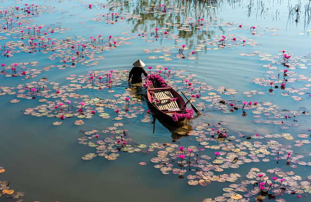 Yen River in Ninh Binh, Vietnam Farmer with boat harvesting waterlilies on the Yen River in Ninh Binh, Vietnam