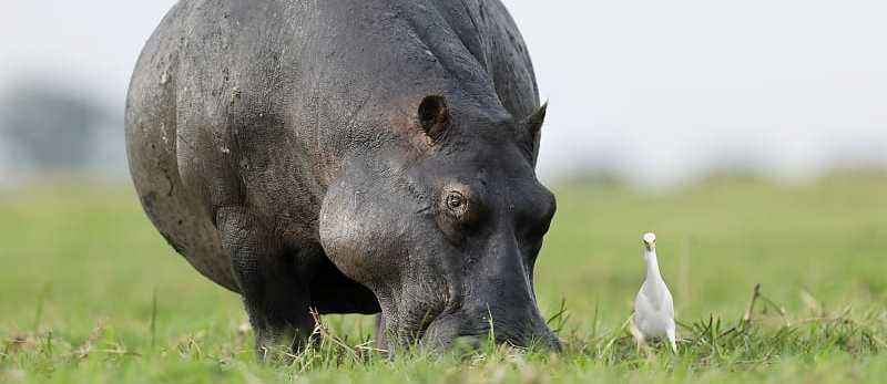 Hippopotamus and crane standing in the grass in Botswana Hippopotamus and crane standing in the grass in Botswana