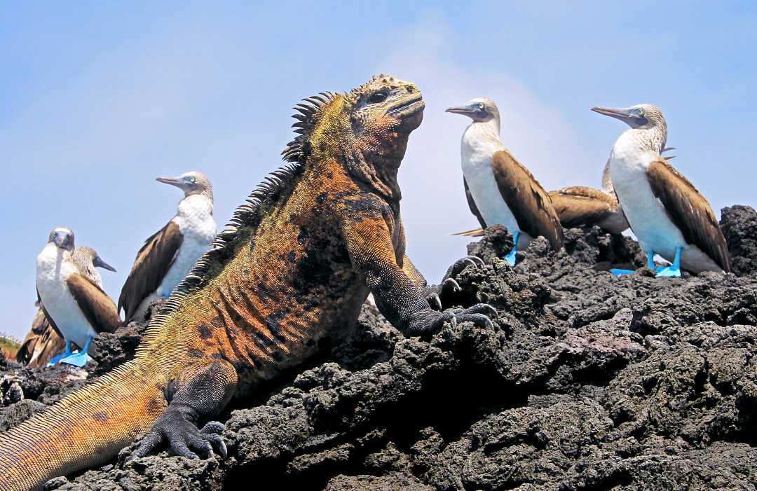 Marine iguana with blue footed boobies in the Galapagos Islands, Ecuador Marine iguana with blue footed boobies in the Galapagos Islands, Ecuador