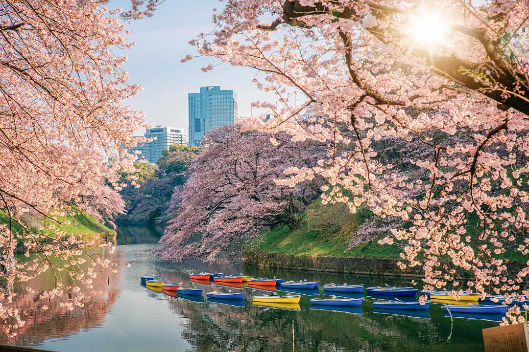 Cherry blossoms in Chidorigafuchi Park, Tokyo