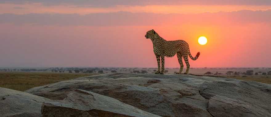 Cheetah in the African savanna at sunset Cheetah in the African savanna at sunset