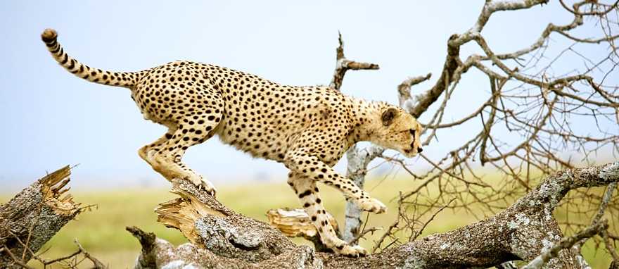 Cheetah on a tree in the savannah of the Serengeti