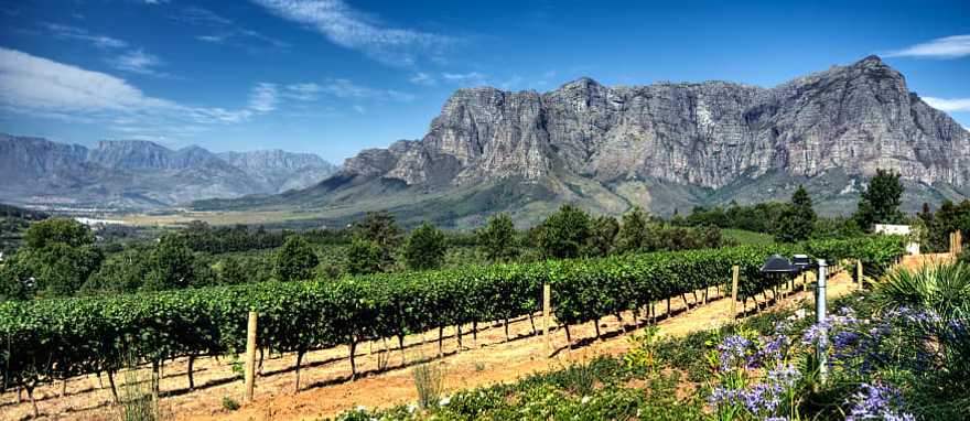 View across vineyards of the Stellenbosch District with the Simonsberg Mountain in the background Western Cape Province South Africa View across vineyards of the Stellenbosch District with the Simonsberg Mountain in the background Western Cape Province South Africa