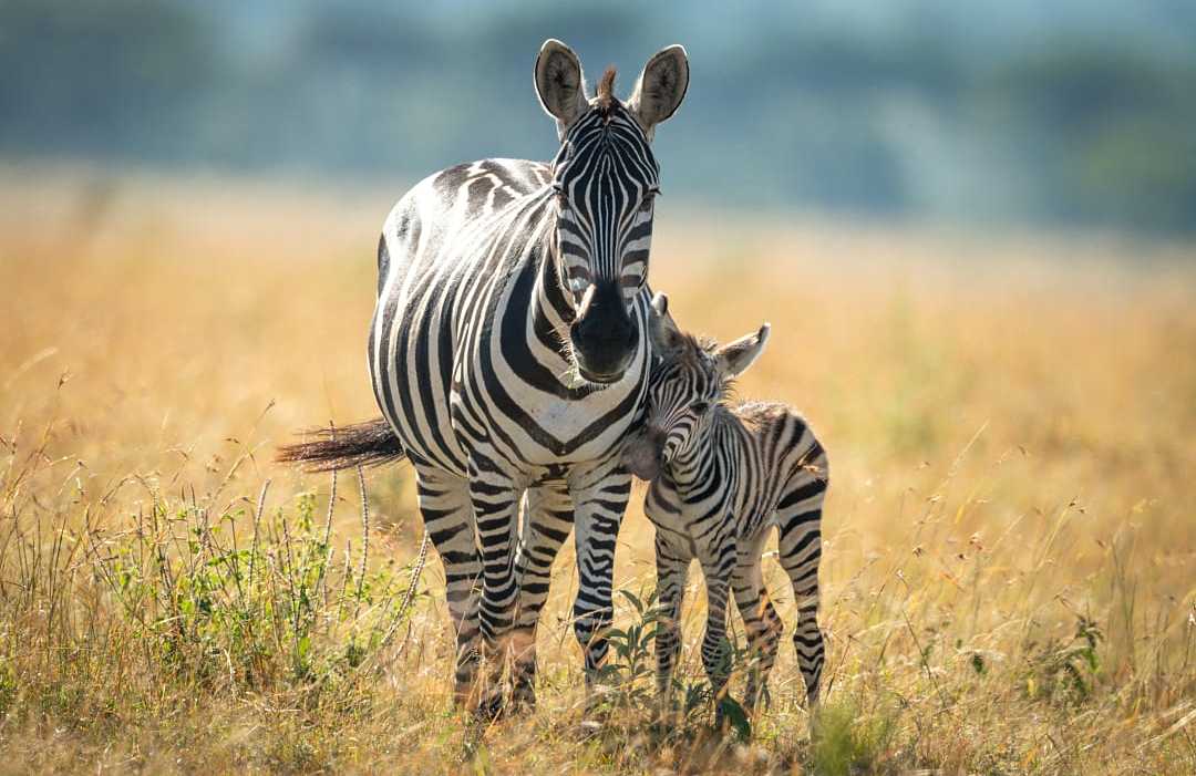 Serengeti National Park, Tanzania Serengeti National Park, Tanzania