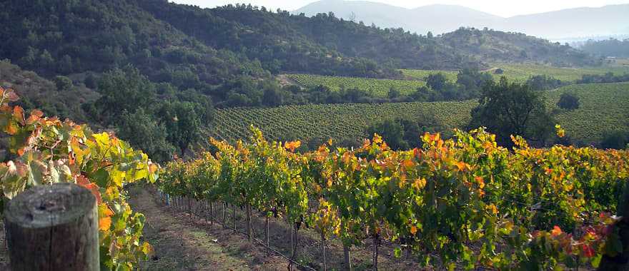 Casablanca vineyard and valley, Chile 