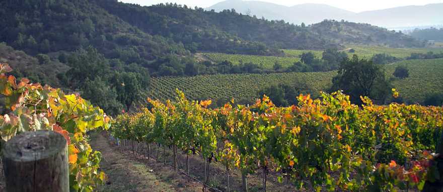 Casablanca vineyard and valley, Chile 
