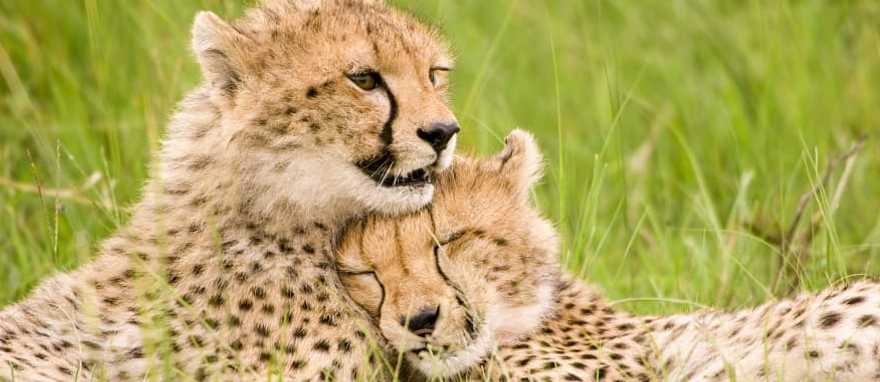 Cheetahs in Maasai Mara National Park, Kenya
