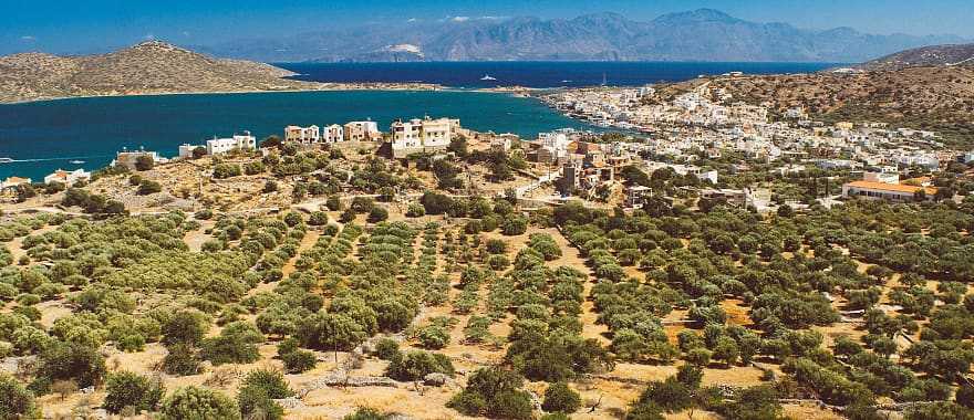 Olive groves of Crete, the largest island in Greece