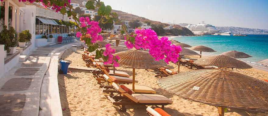 Pink bougainvillea blooming on the beach of Mykonos, Greece