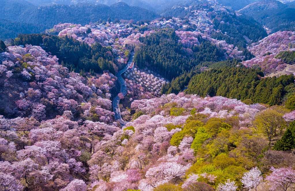 Yoshino, Japan Cherry blossoms on Mount Yoshino in Yoshino, Japan
