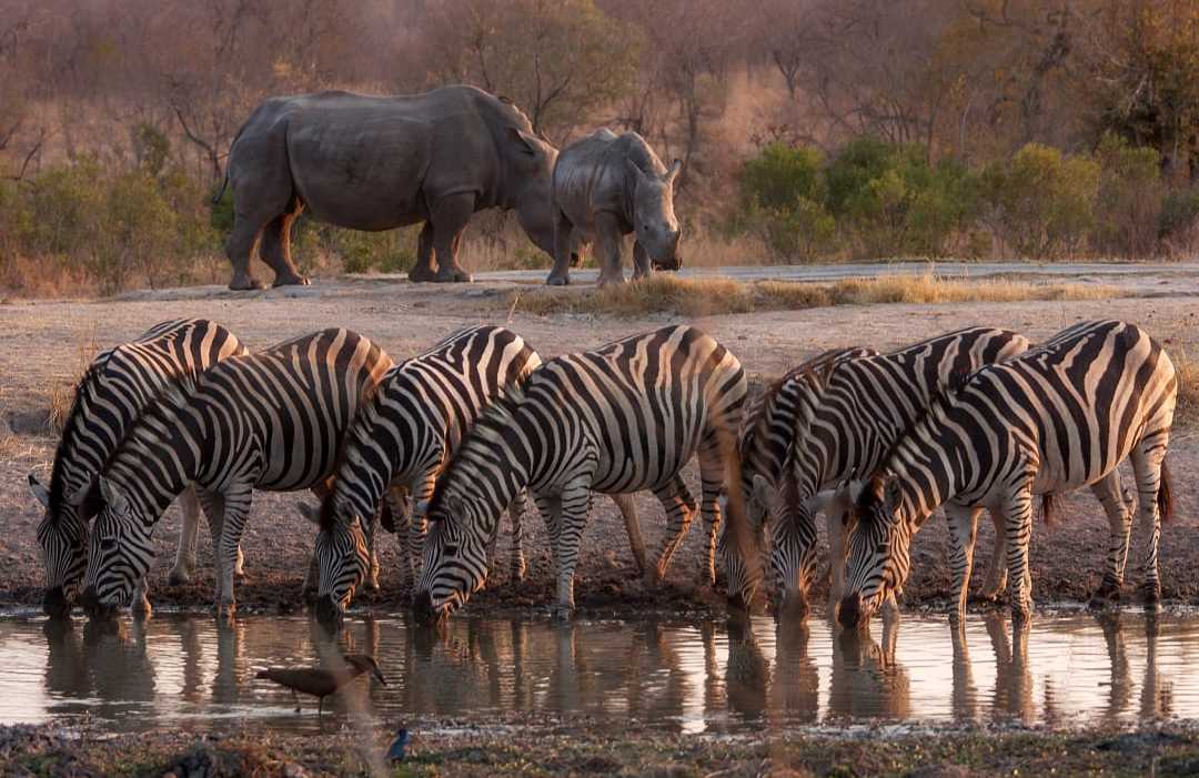 A herd of zebras and two rhinos at a watering hole. A herd of zebras and two rhinos at a watering hole.