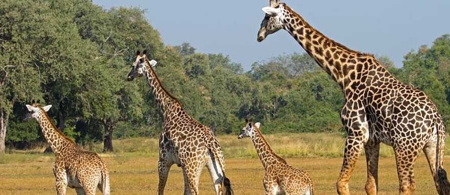 South Luangwa National Park, Zambia Giraffes in South Luangwa National Park, Zambia