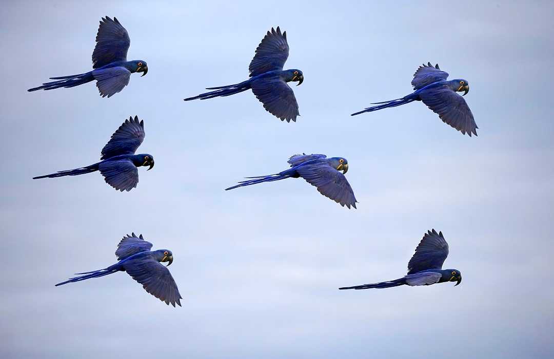 Hyacinth Macaw in the Pantanal, Brazil Hyacinth Macaw in the Pantanal, Brazil