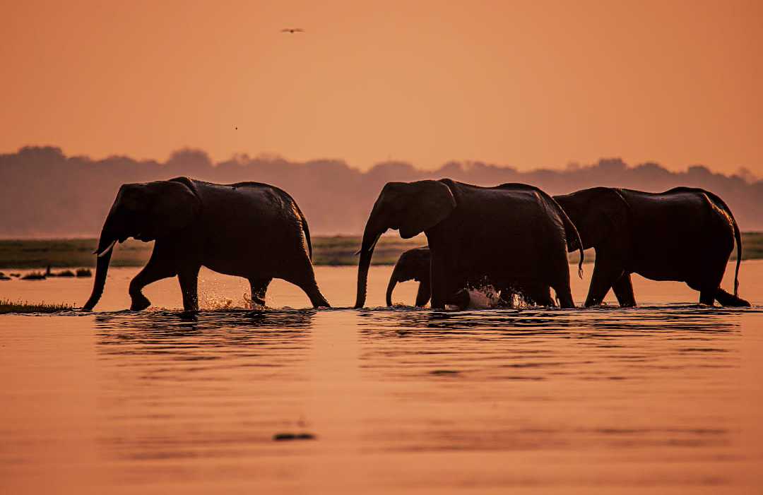 Elephants crossing the water, Botswana, Africa. A heard of elephants crossing the waters of Botswana at sunset.
