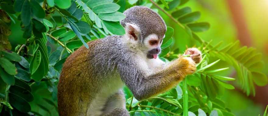Squirrel monkey in the Amazon, Ecuador Squirrel monkey in the Amazon, Ecuador