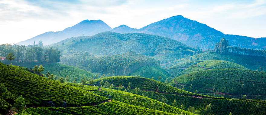 Tea plantation in India