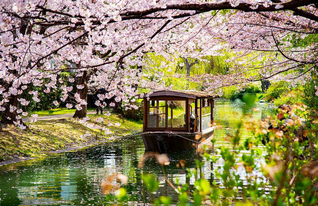 Japanese wooden boat with pink sakura branches in Japan