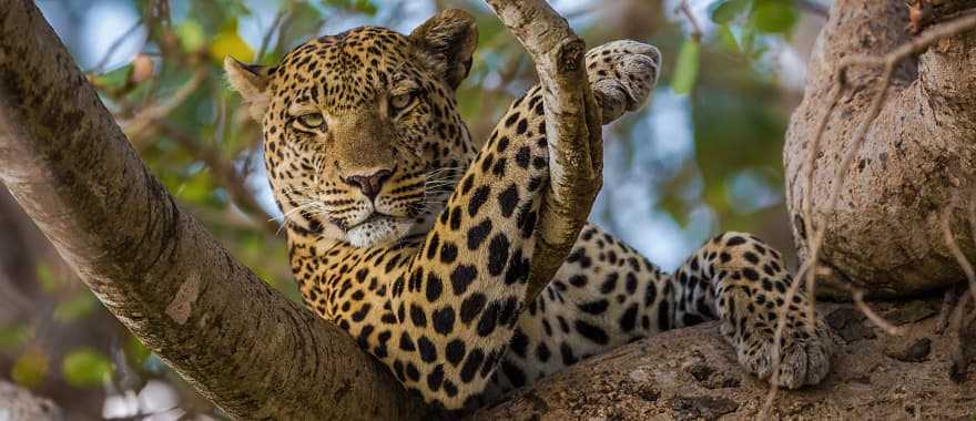 Leopard in Serengeti National Park, Tanzania.