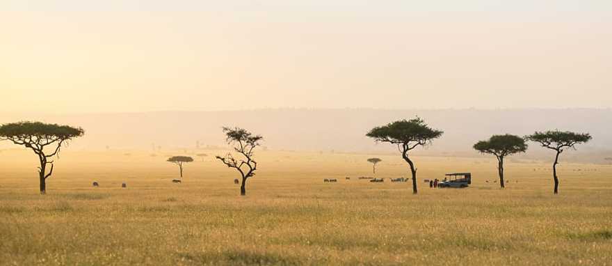 Game drive on the sweeping savanna with acacia trees in the Serengeti